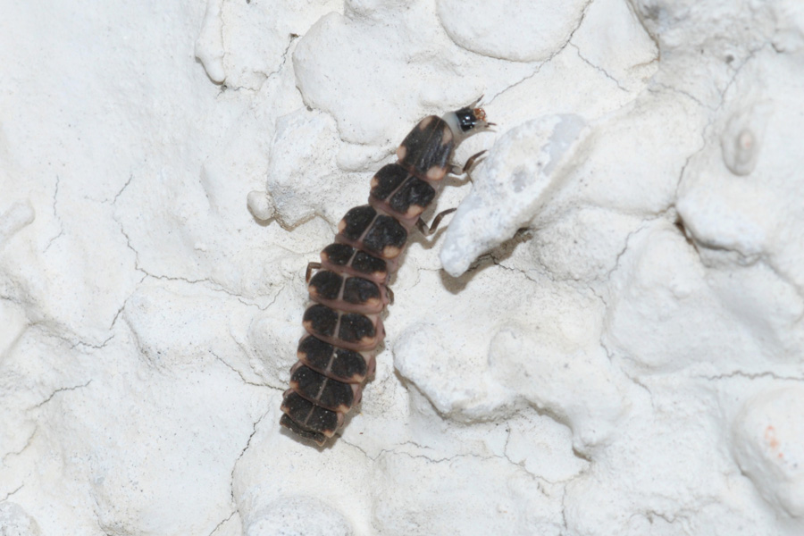 Larva di lampyris sp.